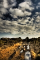 landes de lanfains 4_04_10n01